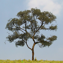 model trees